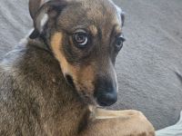 Carry ein liebes Mädchen