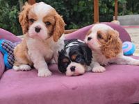 Cavalier King Charles Spaniel (gesundheitlich getestet)