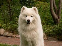 Northern Star of True Belief