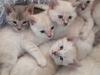 Snow Mink Bengal Kitten. Bengal Kitten. Bengal Katzen. Snow Mink