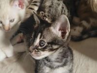 Seltene Savannah-Kitten – außergewöhnliche Farben, TICA registriert