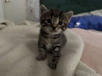 BKH-Babykatzen abzugeben 1 Monat alt