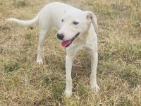 Daniel ein toller Familienhund