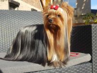 Einmal Yorkie -  Immer Yorkie