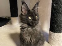 Verkaufen Main Coon kitten mit Stammbaum