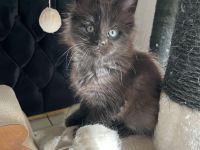 Verkaufen Main Coon kitten mit Stammbaum