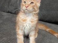 Maine coon mit Stammbaum