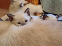 Supersüße Siamkätzchen abzugeben