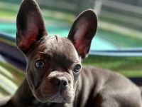 Reinrassige Französische Bulldogge Welpen