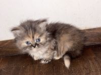 Noch 1 Perserkitten Weibchen sucht ein Zuhause