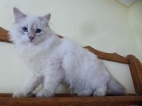 Neva Masquarade Kitten mit Stammbaum