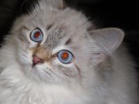 Neva Masquarade Kitten mit Stammbaum