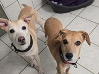 Gwenny und Gilda , Jagdhundemixe, geb. 2015: 2 Schwestern, die zusammen bleiben wollen,