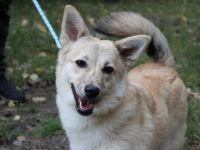 Josie, Hütehundmix, geb. 2025, ein Rohdiamant, freundlich, offen, will noch viel lernen