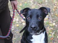 Moppi Mogli, Boxer-Doggen-Belgier-Mix, geb. 2023, Energiebündel