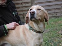 Yoko, Labrador-Beagle-Mix, männlich, geb. ca. 2023, freundl. und lernwillig