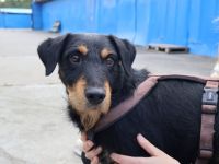 Pfoten hoch für Dusty! Wer schenkt ihm ein Zuhause?