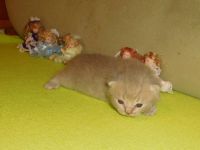 Britisch Kurzhaar Katerchen mit STB