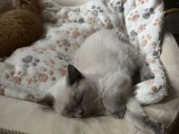 Süßes weißes Kitten sucht liebevolles Zuhause