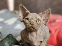Devon rex Jung mit papieren