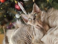 Devon rex Mädchen mit papieren