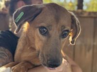 Becky, vorsichtige, junge Hündin sucht ein verständnisvolles Zuhause, 1,5 J, 45 cm