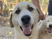 Bradley, wundervoller Hund auf der Suche nach Haus & Hof (mit netten Menschen ;-)), 6 Jahre, 71 cm