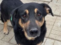 Paule, eine kleine richtige Persönlichkeit – charmant, offen und selbstbewusst, 3 Jahre, 38 cm