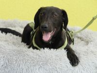 Relino möchte sein Herz verschenken...