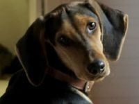 Solen, geb. ca. 04/2025, lebt bei einem Ehepaar in 79733 Görwihl