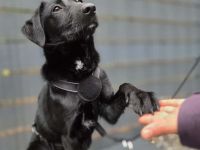 Syra die bezaubernde schwarze Schönheit