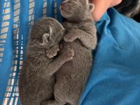 Russisch blau kitten