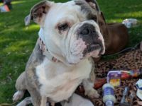 Olde Englisch Bulldog