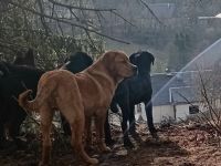 Landseer -Bordeaux Dogge Mix abzugeben