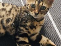 Bengal Katzen