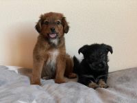 🐾 Liebevolle Zwergspitz/ Jack Russell Terrier Welpen suchen ein neues Zuhause 🏡❤️