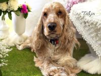 Vd Schönefelder Höhe