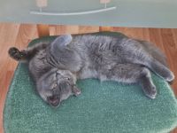 Britisch Kurzhaar Bärchen sucht sein Für-immer-Zuhause!