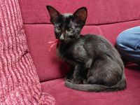 Javanese, OLH ähnl. OKH