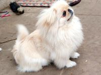 Hübsches reinrassiges Pekinesen Mädel