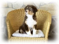 Australian Shepherd Hündin sucht ihr perfect match