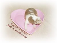 Australian Shepherd Welpen suchen ihr perfektes Zuhause!