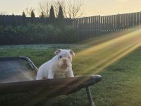 Englische Bulldoggenwelpen verfügbar in der Hauszucht "Von Teodor" FCI!