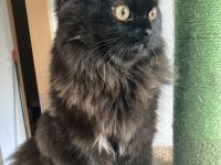 Perserkater Yuki sucht neues Zuhause