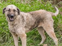 Skipper sucht ihr Glück