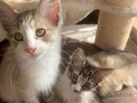 Norwegische Waldkatzen-Babys Cain und Cindy abzugeben