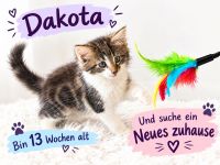 Norwegische Waldkatzen-Babys abzugeben