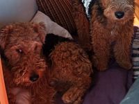 Welsh Terrier Welpen
