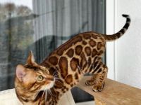 Bengal Kater mit Stammbaum