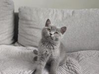 Reinrassiges BKH Kitten – liebevoll, verspielt & stubenrein